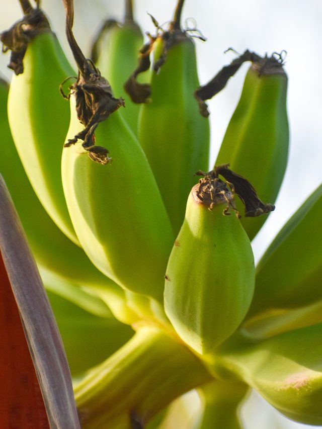 How Eating Bananas Regularly Makes You Strong and Healthy