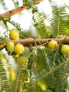 Gooseberry Juice Health Benefits Nutrition Natural Remedies Healthy Lifestyle