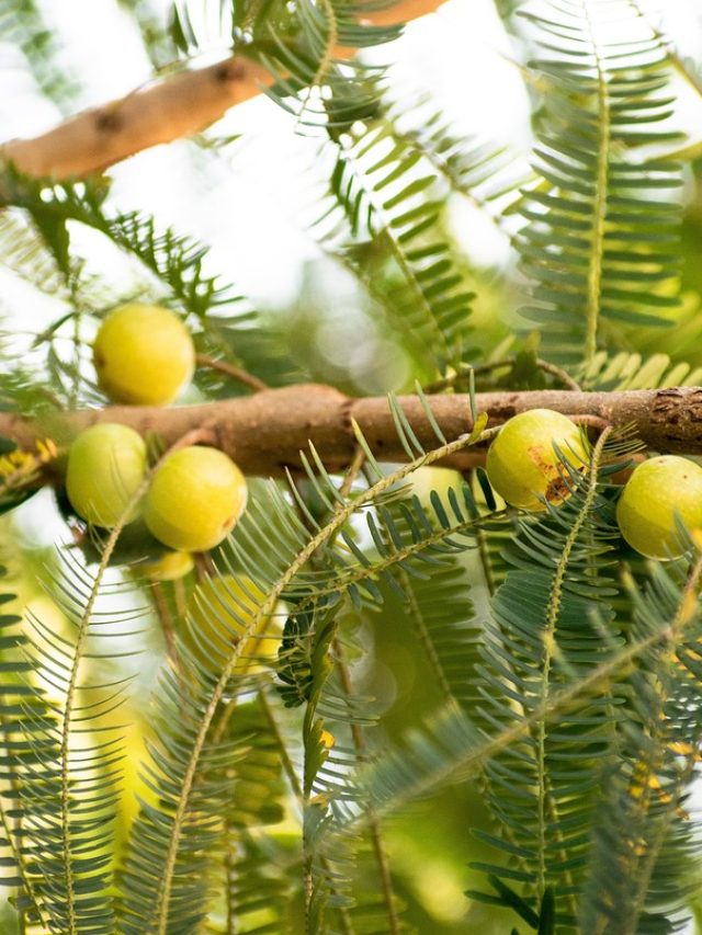 7 Benefits of  Your Health Drinking Gooseberry Juice