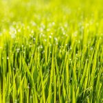 The Healing Power of Wet Grass: Walk Barefoot for Better Health