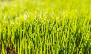 The Healing Power of Wet Grass: Walk Barefoot for Better Health