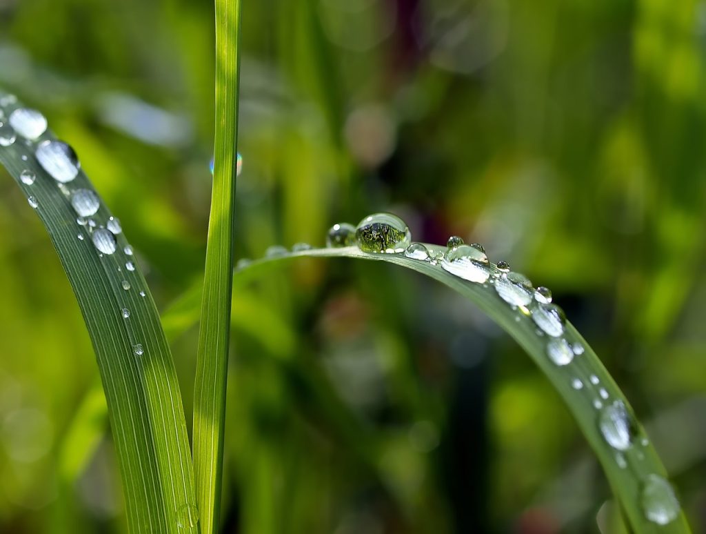 The Healing Power of Wet Grass: Walk Barefoot for Better Health


Wet grass image 

grass images