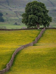 tree stone wall countryside dales meadow scenic field outdoors nature