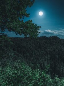 nature forest landscape at night black forest dark