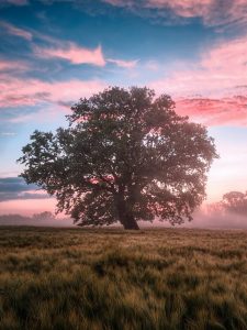 field morning sunrise dawn nature landscape