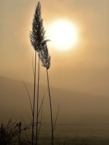 grass beautiful flowers silhouette sun sunrise flowers sunlight fog mist