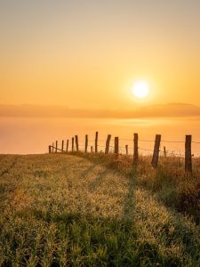 sunset field fence demarcation grass grassland single tree sundown dusk twilight