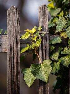 vines green leaves vines on wooden doors wooden fence fence wooden doors heart-shaped leaves