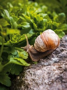 snail shell mollusk gastropod casing snail shell crawl nature closeup green