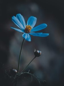 blue flower wildflower meadow nature I am always hungry, I must always be fed. The finger I touch, will soon turn red. What am I?