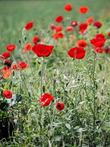 What can travel around the world while staying in a corner?poppy field red flower flower wallpaper wildflower floral flower background plant natural beautiful flowers blossom nature bloom petal