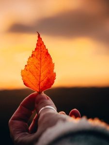 leaf sunset 4k wallpaper 1920x1080 autumn wallpaper hd full hd wallpaper desktop backgrounds nature wallpaper hd wallpaper 4k wallpaper wallpaper 4k free background laptop wallpaper nature fall