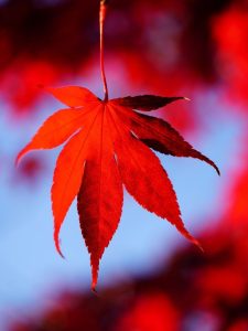 maple leaf autumn foliage season fall botany growth nature