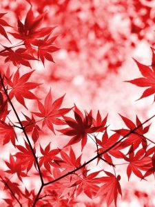 What has an end but no beginning?maple autumn leaves foliage autumn leaves autumn foliage autumn colors