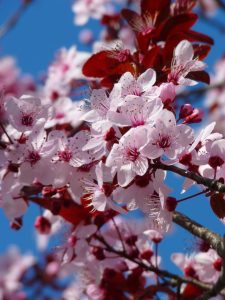 I am not alive, but I can grow. I don’t have lungs, but I need air. I don’t have a mouth, but water kills me. What am I? tree flowers cherry blossom japanese cherry tree beautiful flowers branches pink flowers flower background flower wallpaper bloom blossom flowering plant ornamental plant