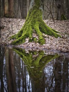 tree trunk reflection woods forest nature outdoors I am not a house, but I have a roof. I am not alive, but I grow. I don’t speak, but I tell stories. What am I?