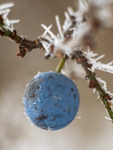 What belongs to you, but others use it more? plant berry fruit winter icy ice crystals frost nature