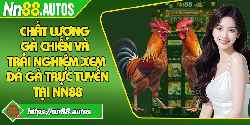 Chất lượng gà chiến và trải nghiệm xem đá gà trực tuyến tại NN88